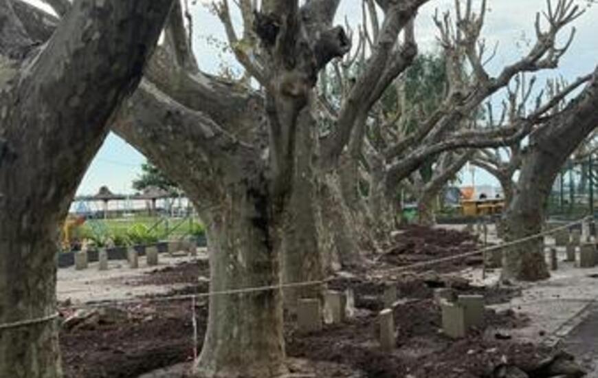 Imagen de El Rowing Club inició con la renovación total de su patio