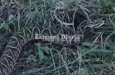 La aparici&oacute;n de yarar&aacute;s es constante en la zona ribere&ntilde;a