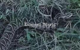 La aparición de yararás es constante en la zona ribereña