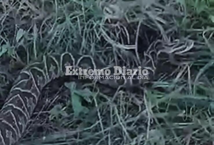 La aparici&oacute;n de yarar&aacute;s es constante en la zona ribere&ntilde;a