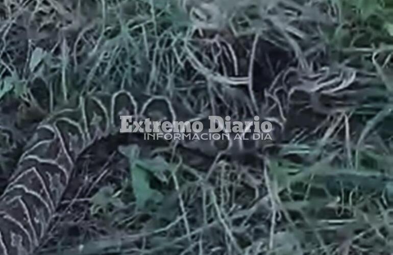 La aparición de yararás es constante en la zona ribereña