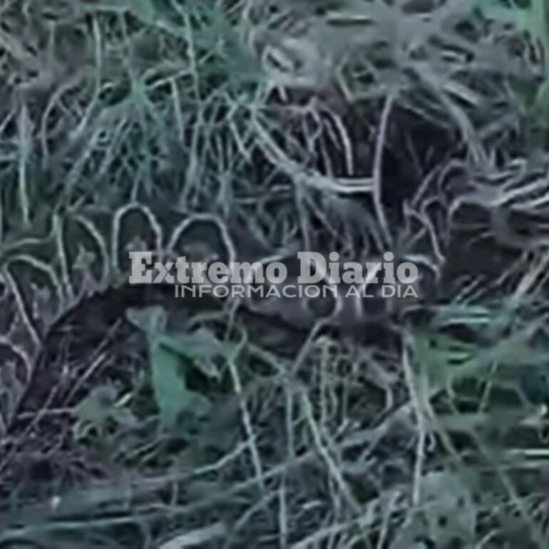 La aparición de yararás es constante en la zona ribereña