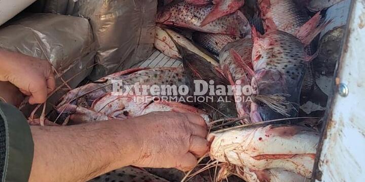 Imagen de Se incautó pescado por infracción a la ley de veda y por no contar con la guía de pesca