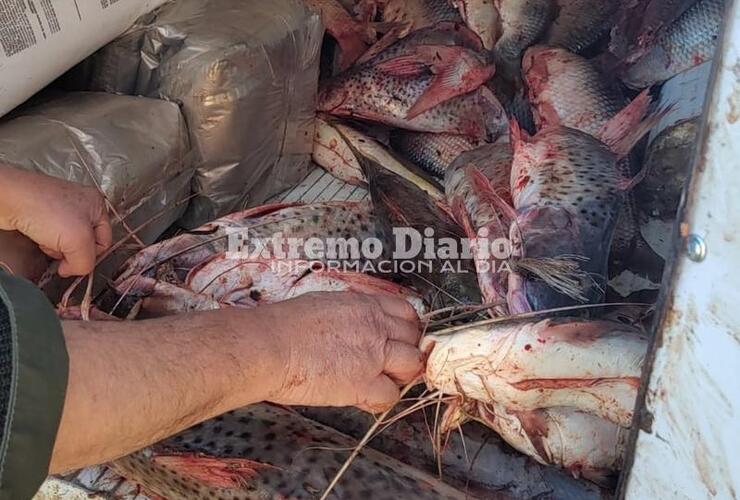Imagen de Se incautó pescado por infracción a la ley de veda y por no contar con la guía de pesca