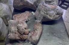 Imagen de Clausuraron un local de comidas clandestino que vendía carne de carpincho, yacaré y ranas
