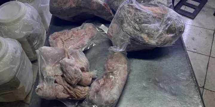 Imagen de Clausuraron un local de comidas clandestino que vendía carne de carpincho, yacaré y ranas