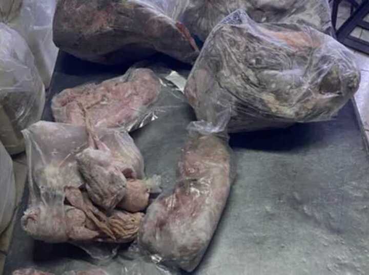 Imagen de Clausuraron un local de comidas clandestino que vendía carne de carpincho, yacaré y ranas
