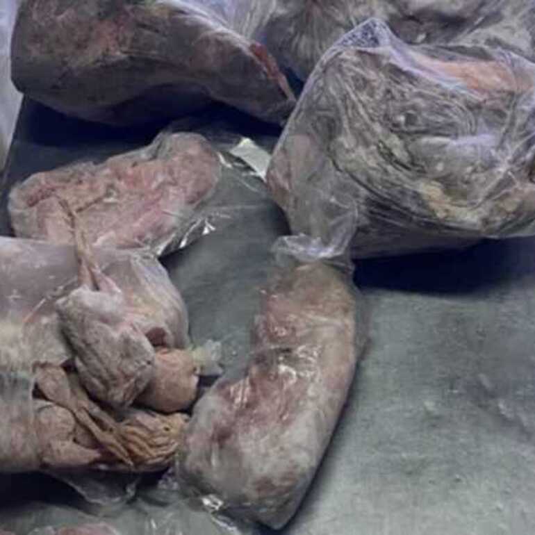 Imagen de Clausuraron un local de comidas clandestino que vendía carne de carpincho, yacaré y ranas