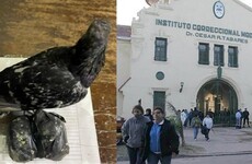 La paloma que se enredó entre cables en inmediaciones a la cárcel, junto a las bolsitas con droga.