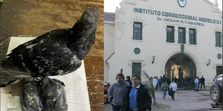 La paloma que se enredó entre cables en inmediaciones a la cárcel, junto a las bolsitas con droga.