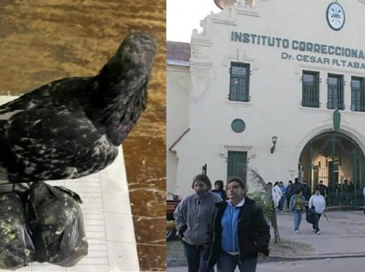 La paloma que se enredó entre cables en inmediaciones a la cárcel, junto a las bolsitas con droga.