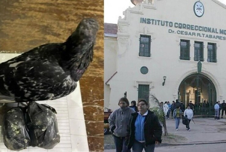 La paloma que se enredó entre cables en inmediaciones a la cárcel, junto a las bolsitas con droga.
