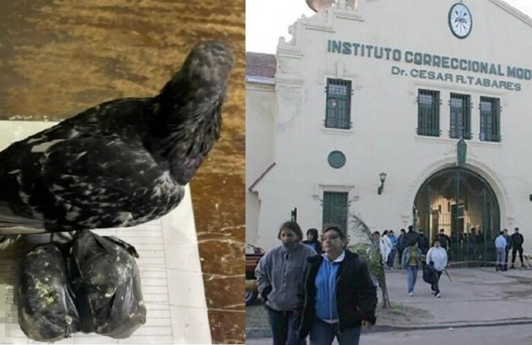 La paloma que se enredó entre cables en inmediaciones a la cárcel, junto a las bolsitas con droga.