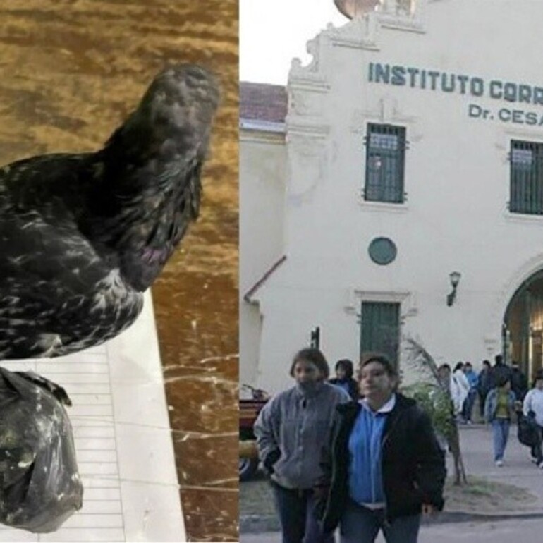 La paloma que se enredó entre cables en inmediaciones a la cárcel, junto a las bolsitas con droga.
