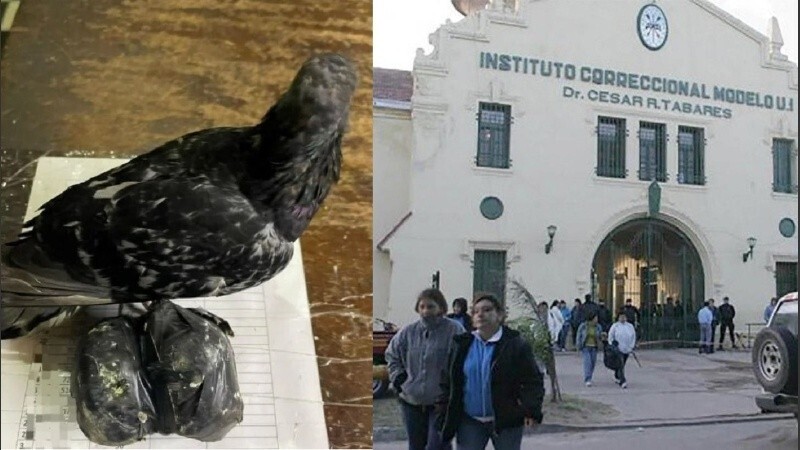 La paloma que se enred&oacute; entre cables en inmediaciones a la c&aacute;rcel, junto a las bolsitas con droga.