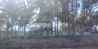 El refugio funcionó durante años en Ruta 21 y acceso norte, en el ingreso del ex basural.
