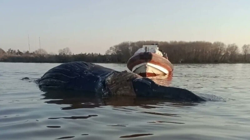 Foto: captura de video