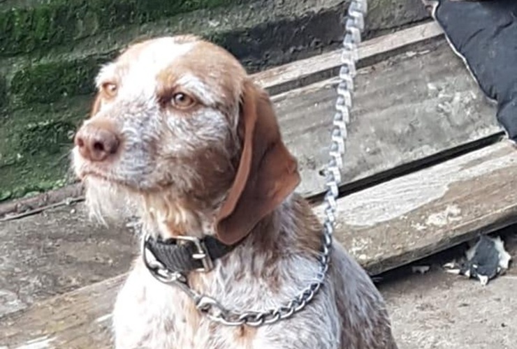 Imagen de Preocupaci&oacute;n en redes por el estado de una perra en barrio G&uuml;emes: intervenci&oacute;n del Comando Radioel&eacute;ctrico