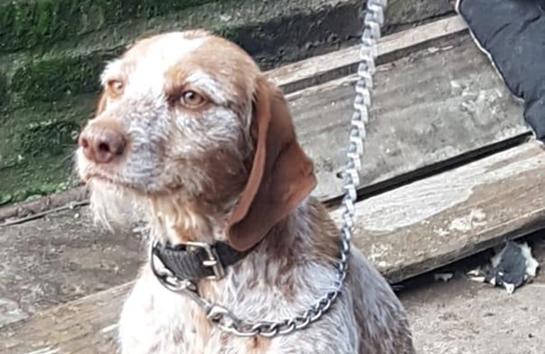 Imagen de Preocupaci&oacute;n en redes por el estado de una perra en barrio G&uuml;emes: intervenci&oacute;n del Comando Radioel&eacute;ctrico