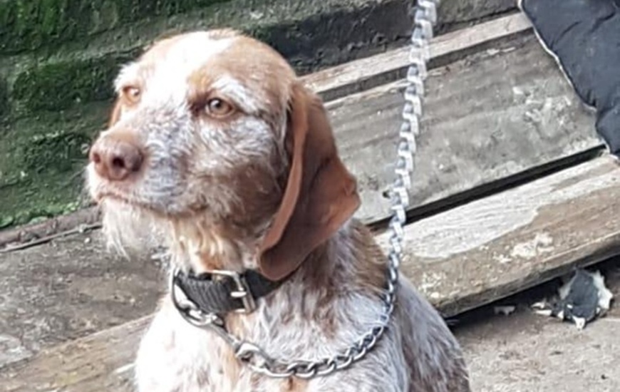 Imagen de Preocupación en redes por el estado de una perra en barrio Güemes: intervención del Comando Radioeléctrico