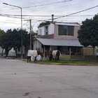 Imagen de ¿Qué hacer ante la presencia de caballos sueltos en la vía pública?