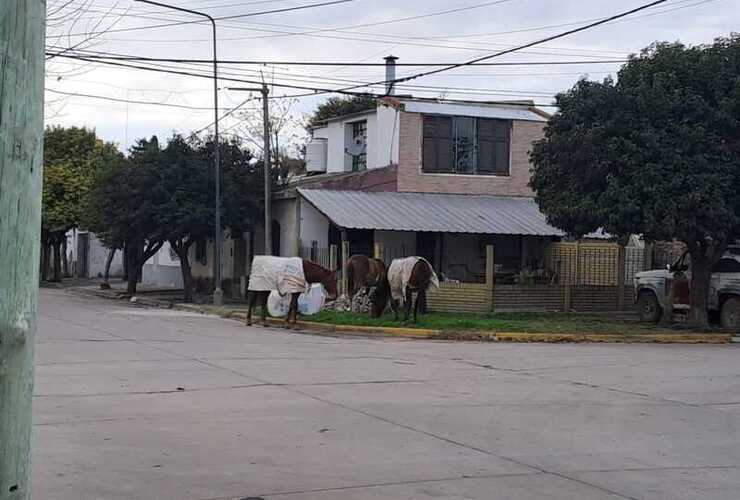 Imagen de &iquest;Qu&eacute; hacer ante la presencia de caballos sueltos en la v&iacute;a p&uacute;blica?