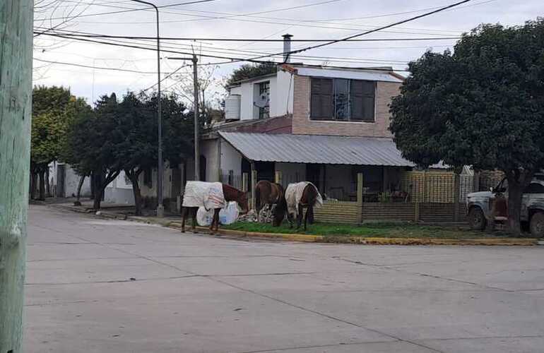 Imagen de ¿Qué hacer ante la presencia de caballos sueltos en la vía pública?