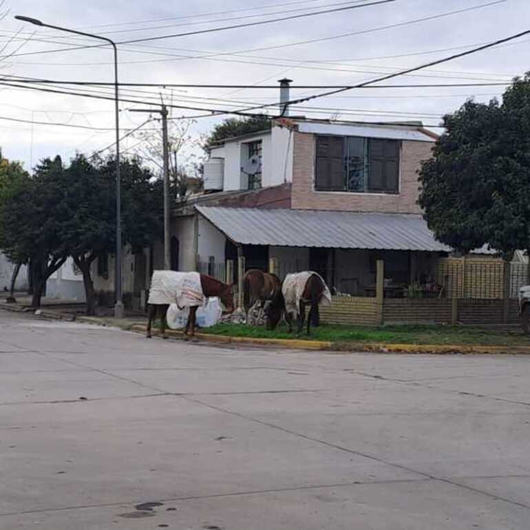 Imagen de ¿Qué hacer ante la presencia de caballos sueltos en la vía pública?