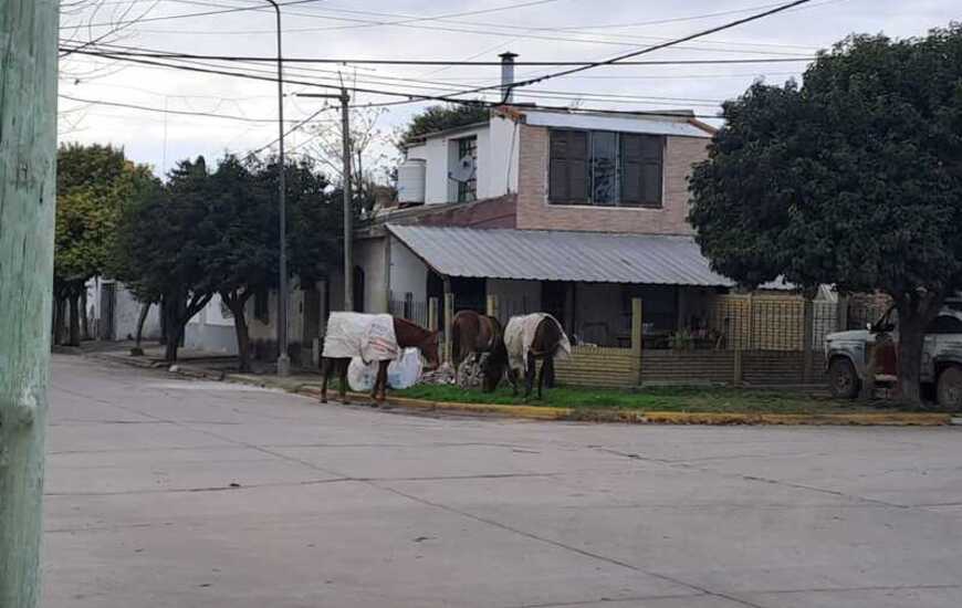 Imagen de ¿Qué hacer ante la presencia de caballos sueltos en la vía pública?