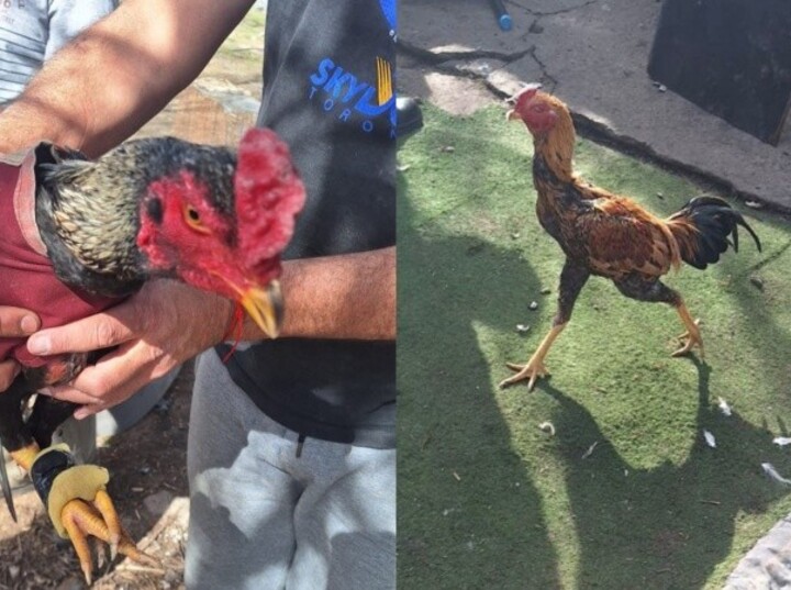 La intervención policial permitió detener a los sospechosos y rescatar a los animales.