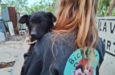 Imagen de Bicheros organiza nuevas campañas de castración gratuita en Arroyo Seco
