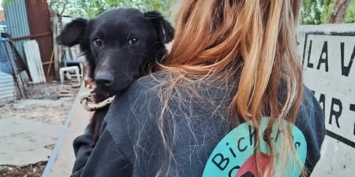 Imagen de Bicheros organiza nuevas campañas de castración gratuita en Arroyo Seco