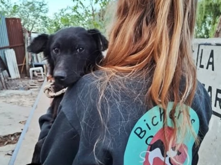 Imagen de Bicheros organiza nuevas campañas de castración gratuita en Arroyo Seco
