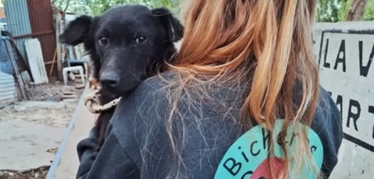 Imagen de Bicheros organiza nuevas campañas de castración gratuita en Arroyo Seco