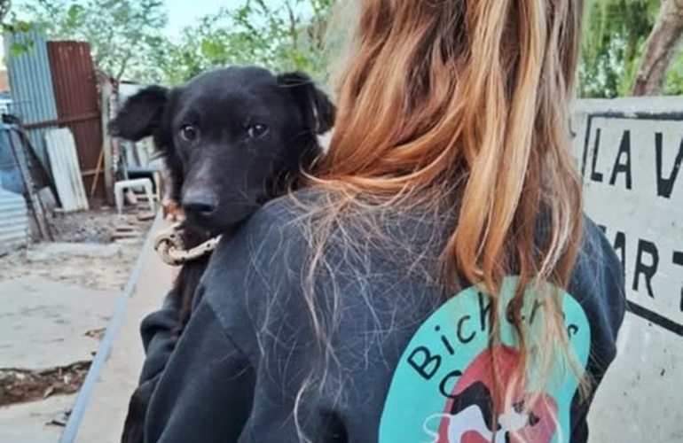 Imagen de Bicheros organiza nuevas campañas de castración gratuita en Arroyo Seco