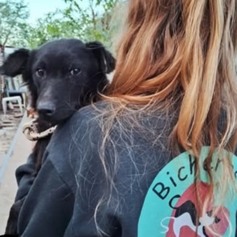 Imagen de Bicheros organiza nuevas campañas de castración gratuita en Arroyo Seco