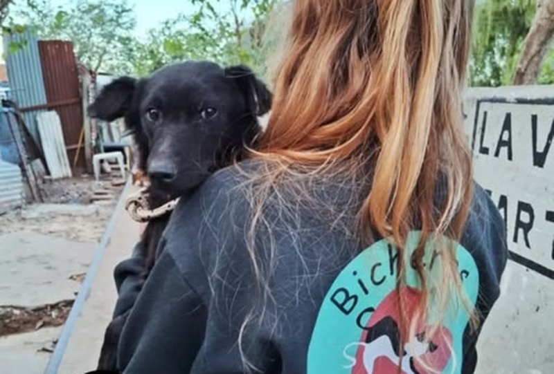 Imagen de Bicheros organiza nuevas campa&ntilde;as de castraci&oacute;n gratuita en Arroyo Seco