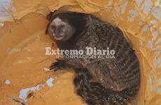 Imagen de Hallaron y rescataron a un mono tití en Arroyo Seco