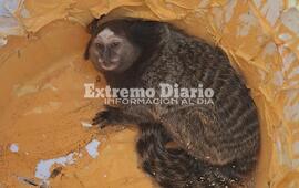 Imagen de Hallaron y rescataron a un mono tit&iacute; en Arroyo Seco
