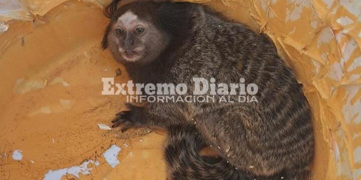 Imagen de Hallaron y rescataron a un mono tití en Arroyo Seco