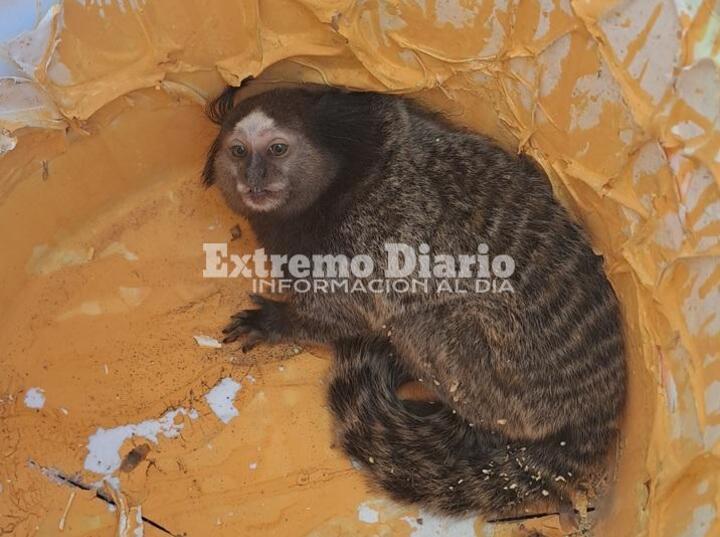 Imagen de Hallaron y rescataron a un mono tití en Arroyo Seco