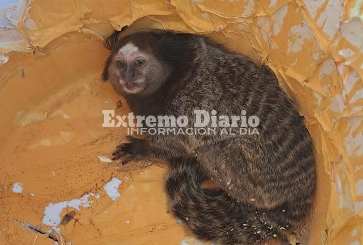 Imagen de Hallaron y rescataron a un mono tit&iacute; en Arroyo Seco