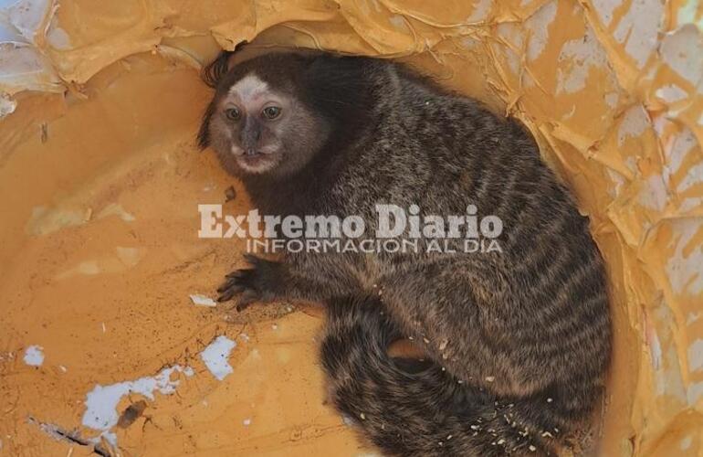 Imagen de Hallaron y rescataron a un mono tití en Arroyo Seco