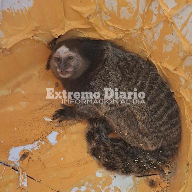 Imagen de Hallaron y rescataron a un mono tití en Arroyo Seco