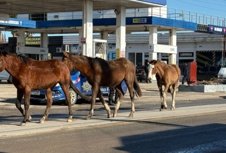 Imagen de Equinos sueltos por ruta 21 y calles aleda&ntilde;as