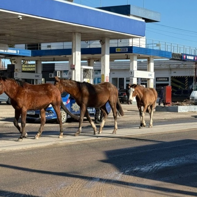 Imagen de Equinos sueltos por ruta 21 y calles aledañas