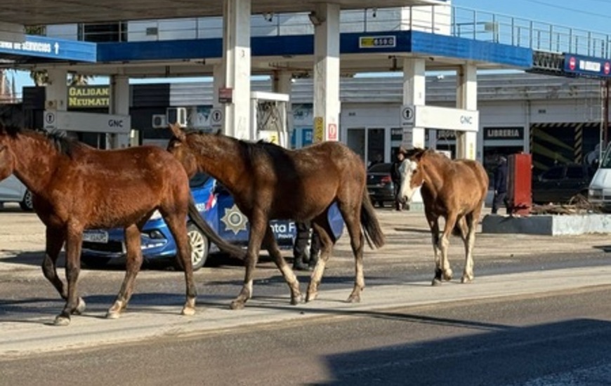 Imagen de Equinos sueltos por ruta 21 y calles aledañas