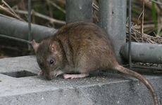 Imagen de Leptospirosis en Santa Fe: el departamento Rosario se encuentra en el punto más alto del mapa de casos