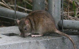 Imagen de Leptospirosis en Santa Fe: el departamento Rosario se encuentra en el punto más alto del mapa de casos