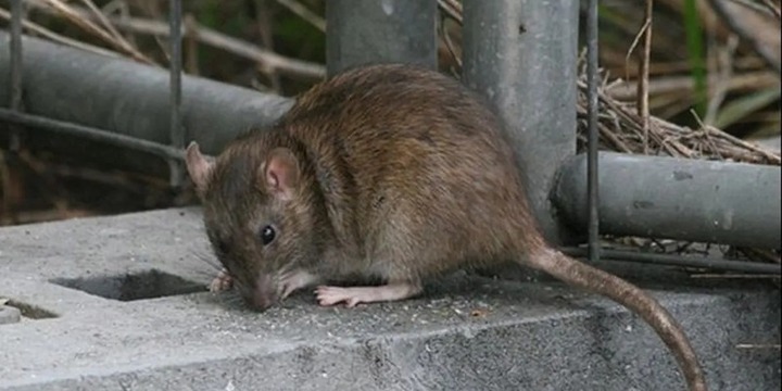 Imagen de Leptospirosis en Santa Fe: el departamento Rosario se encuentra en el punto más alto del mapa de casos